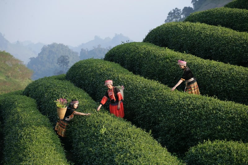 Wizardly Dining Experiences